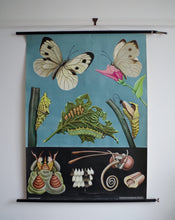 Load image into Gallery viewer, 1962 Jung-Koch-Quentell German Educational Chart - Pieris Brassicae No.30