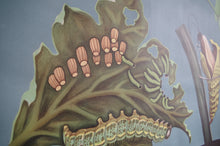 Load image into Gallery viewer, 1962 Jung-Koch-Quentell German Educational Chart - Pieris Brassicae No.30