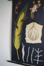 Load image into Gallery viewer, 1960's Jung-Koch-Quentell German Educational Chart - Claviceps Purpurea 'Ergot' No.4