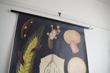 Load image into Gallery viewer, 1960's Jung-Koch-Quentell German Educational Chart - Claviceps Purpurea 'Ergot' No.4