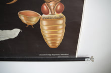 Load image into Gallery viewer, 1967 Jung-Koch-Quentell German Educational Chart - Musca Domestica 'Housefly' No.33