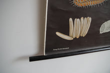 Load image into Gallery viewer, 1967 Jung-Koch-Quentell German Educational Chart - Musca Domestica 'Housefly' No.33