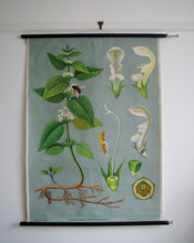 Load image into Gallery viewer, 1962 Jung-Koch-Quentell German Educational Chart - Weibe Taubressel 'Nettle'