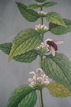 Load image into Gallery viewer, 1962 Jung-Koch-Quentell German Educational Chart - Weibe Taubressel 'Nettle'