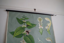 Load image into Gallery viewer, 1962 Jung-Koch-Quentell German Educational Chart - Weibe Taubressel 'Nettle'