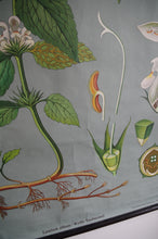 Load image into Gallery viewer, 1962 Jung-Koch-Quentell German Educational Chart - Weibe Taubressel 'Nettle'