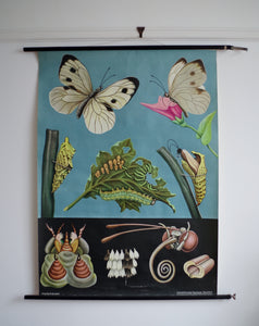 1962 Jung-Koch-Quentell German Educational Chart - Pieris Brassicae No.30