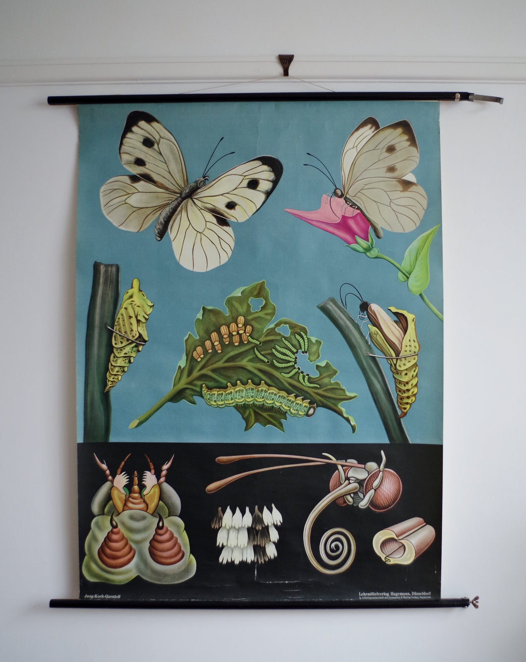 1962 Jung-Koch-Quentell German Educational Chart - Pieris Brassicae No.30
