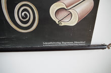 Load image into Gallery viewer, 1962 Jung-Koch-Quentell German Educational Chart - Pieris Brassicae No.30
