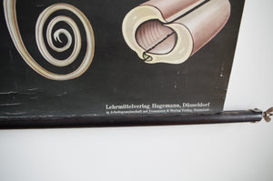 1962 Jung-Koch-Quentell German Educational Chart - Pieris Brassicae No.30