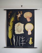 Load image into Gallery viewer, 1960&#39;s Jung-Koch-Quentell German Educational Chart - Claviceps Purpurea &#39;Ergot&#39; No.4
