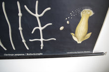 Load image into Gallery viewer, 1960&#39;s Jung-Koch-Quentell German Educational Chart - Claviceps Purpurea &#39;Ergot&#39; No.4

