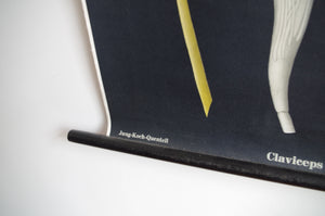 1960's Jung-Koch-Quentell German Educational Chart - Claviceps Purpurea 'Ergot' No.4