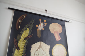 1960's Jung-Koch-Quentell German Educational Chart - Claviceps Purpurea 'Ergot' No.4